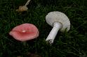 100_Russula_betularum_Roze_berkenrussula_11915a_JD_HKO0807AG