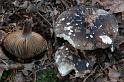 104_Russula_nigricans_grofplaatrussula_11195a_JD_LMT0905AG