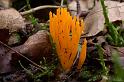 109_Calocera_viscosa_Kleverig_koraalzwammetje_11124a_JD_HDM0805HE