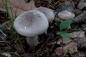 117_Clitocybe_nebularis_Nevelzwam_IFBLd61623_A050354a_JD_KWA1009AG