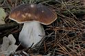 127_Boletus_edulis_Gewoon_eekhoorntjesbrood_IFBLc64733_6927a_JD_HDB1009AG