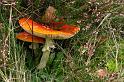 128_Amanita_muscaria_Vliegenzwam_IFBLd61622_3806a_JD_KWA1009AG