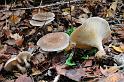 136_Clitocybe_clavipes_Knotsvoetrechterzwam_7460a_JD_HBV1009AG