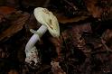 144_Amanita_citrina_Gele_knolamaniet_4925a_JD_HKH1005AG