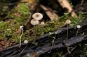 146_Mycena_speirea_Kleine_breedplaatmycena_10591a_JD_NIE0507AG