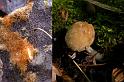 148_Coprinus_domesticus_Grote_viltinktzwam_6035a_JD_TKE0108AG