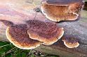 151_Daedaleopsis_tricolor_Roodplaathoutzwam_2989a_JD_HDB0105AP