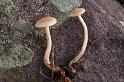 154_Clitocybe_fragrans_Slanke_anijstrechterzwam_7480a_JD_HTE1006AG