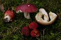 160_Russula_graveolens_Vissige_eikenrussula_11485a_JD_HKI0707AG