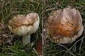 164_Russula_pectinatoides_Onsmakelijke_kamrussula_IFBLd61622_3888a_JD_KWA1009AG