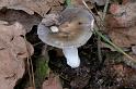 171_Russula_cyanoxantha_Regenboogrussula_7244a_JD_KWA1006AG