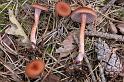 173_Laccaria_bicolor_Tweekleurige_fopzwam_4388a_JD_HDM0805AG