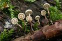 177_Marasmius_rotula_Wieltje_11301a_JD_ZDT0607AG