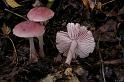 178_Mycena_rosea_Heksenschermpje_5154a_JD_HTE1005AG