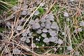 180_Coprinus_disseminatus_Zwerminktzwam_6316a_JD_HDM0806AG