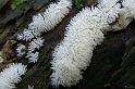 184_Ceratiomyxa_fruticulosa_Ijsvingertjes_6254a_JD_KWA0806AS