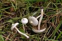 186_Inocybe_geophylla_Witte_satijnvezelkop_6728a_JD_BLO0906AG