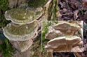 187_Coriolopsis_trogii_Bleke_borstelkurkzwam_9389a_JD_GDM0207AP