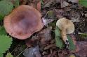 190_Tricholoma_fulvum_Berkenridderzwam_7531a_HTE1006AG