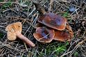 192_Lactarius_hepaticus_Levermelkzwam_IFBLc64733_6942a_JD_HDB1009AG