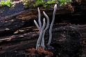 194_Xylaria_longipes_Esdoornhoutknotszwam_7596a_JD_NIE0408AS