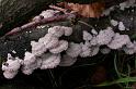 19_Schizophyllum_commune_Waaiertje_8734a_JD_LMP1206AP