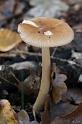 27_Amanita_fulva_Roodbruine_slanke_amaniet_IFBLd61624_50330a_JD_KWA1009AG