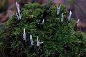 30_Xylaria_hypoxylon_Geweizwam_IFBLd61624_A050328a_JD_KWA1009AG