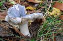 40_Russula_parazurea_Berijpte_russula_IFBLd61622_7117a_JD_KWA1009AG