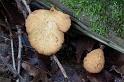 42_Polyporus_varius_waaierbuisjeszwam_3495a_JD_MDD0902AG