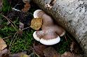 4_Piptoporus_betulinus_Berkenzwam_IFBLd61623_A050204a_JD_KWA1009AG