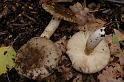 57_Russula_amoenolens_Scherpe_kamrussula_11317a_JD_ZDT0607AG