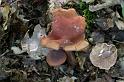 66_Lactarius_camphoratus_Kruidige_melkzwam_11272_JD_ZDT0607AG