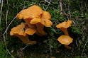 88_Cantharellus_cibarius_Gewone_hanekam_1305a_JD_LMT0804AG