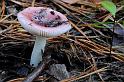 89_Russula_fragilis_Broze_russula_IFBLc64733_6934a_JD_HDB1009AG