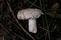 95_Russula_silvestris _Loofbosbraakrussula_11448a_JD_HKI0707AG