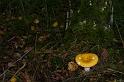 97_Russula_claroflava_Gele_berkenrussula_4453a_JD_HDM0805AG