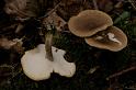 98_Polyporus_ciliatus_Voorjaarshoutzwam_10906a_JD_OTP0507AP